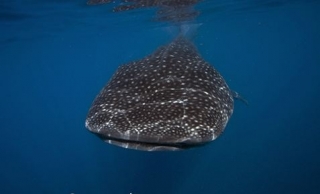 Aventuras de buceo